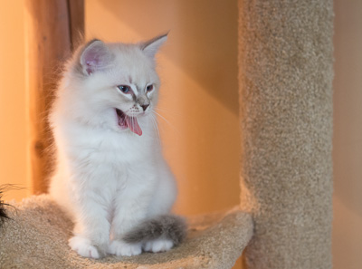 Ragdoll kitten - Simon